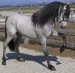 andalúzsky kôňi.jpg
