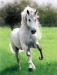 andalúzsky kôňi.jpgpi.jpg